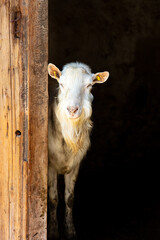 Portrait of curious goat