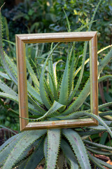 A gold-colored picture frame placed over the leaves of a growing aloe vera plant in a garden