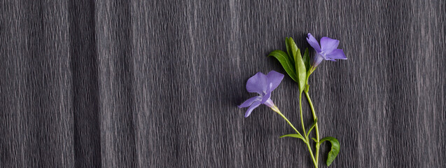 Flowering periwinkle on a dark textured background. Color, contrast, background.