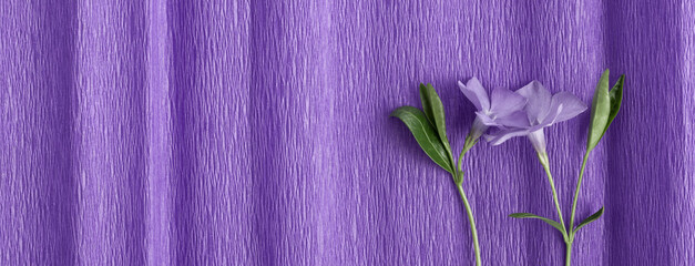 Periwinkle stems with flowers on purple textured background. Spring, nature, color, background.