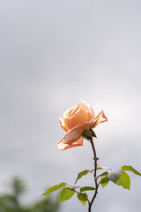 雨上がりの一輪の薔薇