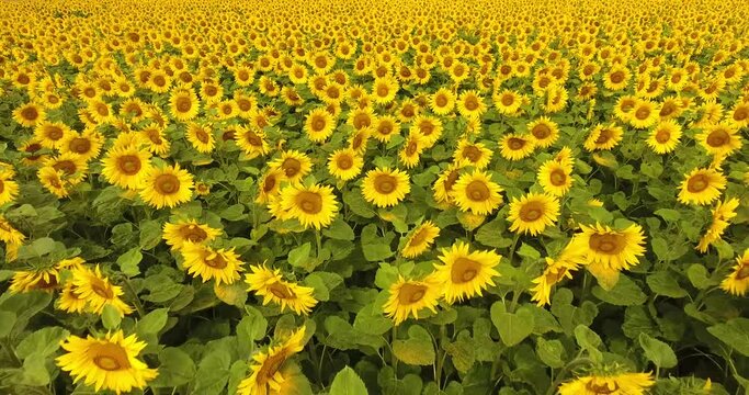 Champ de tournesols dans le Maine et Loire