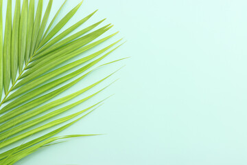 image of palm tree leaf. Tropical and nature banner background