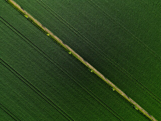 planting a new windbreak in the field, a biocorridor, an avenue of ash trees. attached to the columns. division of large parcels of fields by rows of trees, control from a drone