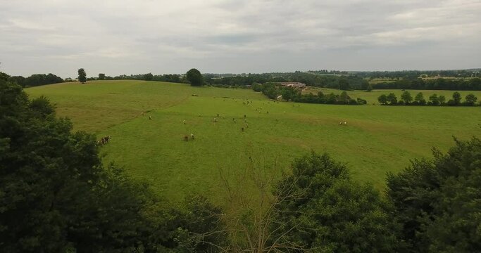 Vaches paissant dans la campagne normande
