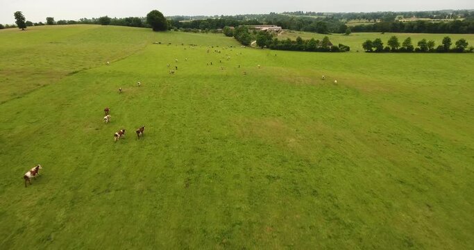 Vaches paissant dans la campagne normande