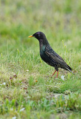 Common starling