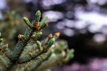 close up of pine needles