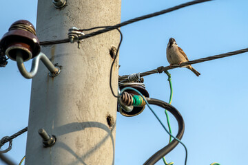 Sparrow at the wire
