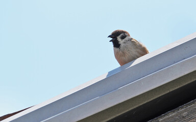 Sparrow at the roof
