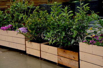 rows of flowerpots made of natural spruce boards. in the parking lot in front of the company, there is a parking lot for customers on the terrace next to the department store. rock plants and shrubs