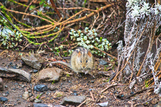 Four Striped Grass Mouse at Shira Camp, 3500 Meters on the Machame Route of the Kilimanjaro Trek, Tanzania