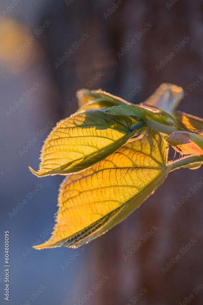 Wall mural fresh leaves on a branch in spring with sun behind, close-up.