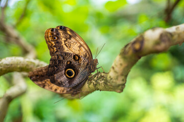 Close up of beautiful brown and blue tropical butterfly in Botanic Garden, Prague, Europe