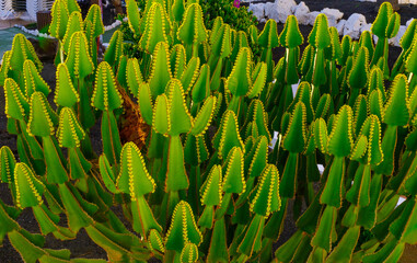Euphorbia canariensis plant closeup, typical plant on the Canary Islands.
