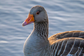 Greylag Goose or graylag goose (Anser anser) swimming on the ocean water on the Canary Islands.