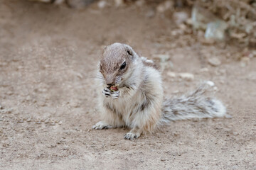 Portrait of a cute chipmunk or African squirrel on Fuerteventura - Canary Islands, Spain.