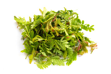 Young tamarind leaves on white background.