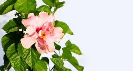Hibiscus flower with leaves on white background.