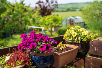 flowers in pots