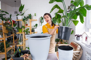 Repotting home plant strelitzia nicolai into new pot big basket in home interior. Woman in an apron surprised by the large size, Caring for a potted plant, strelitzia reginae