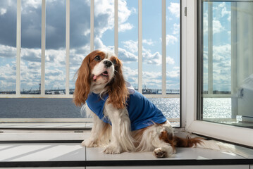 Cavalier King Charles Spaniel sits in blue clothes near an open balcony on a sunny day. Special...
