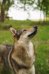 Cane lupo cecoslovacco