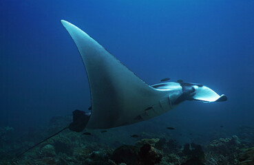 A Manta Ray fish photographed swimming over corals