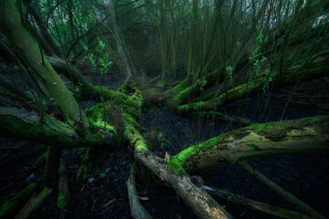 Dark scary swamp