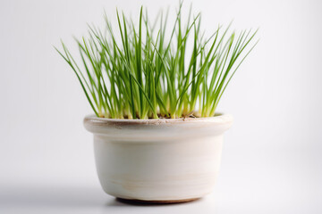 Lemongrass Growing In White Pot On White Background. Generative AI