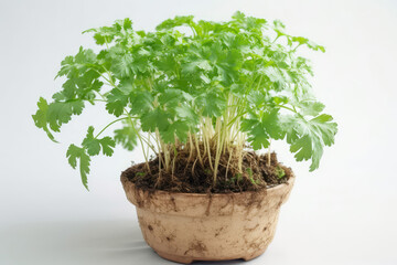 Fototapeta premium Root Parsley Growing In White Pot On White Background. Generative AI