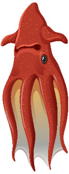 Deep sea creatures vampire squid