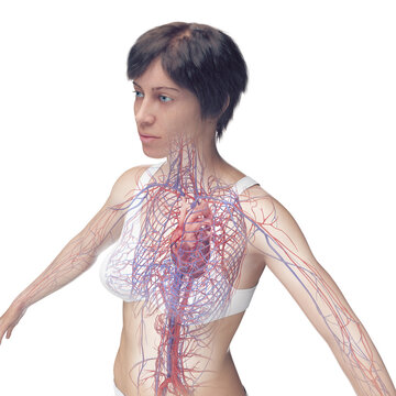3D Rendered Medical Illustration of Female Anatomy - Cardiovascular System