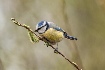 Blue tit and pussy willow