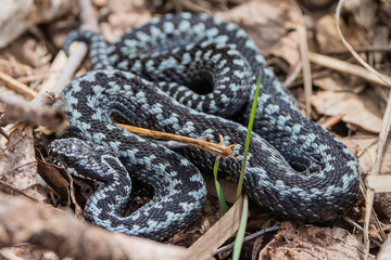 Common adder on the ground