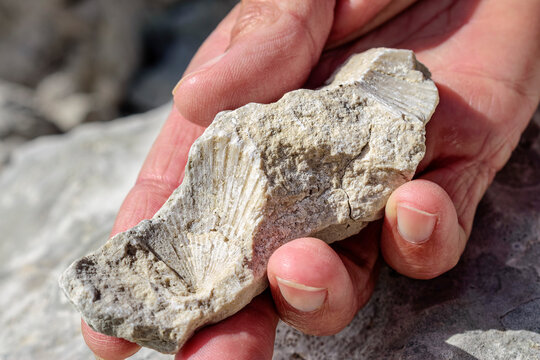 Hand of woman holding stone with shell fossil