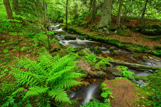 Germany, Bavaria, Long exposure ofKleine Ohestream inBavarian Forest National Park