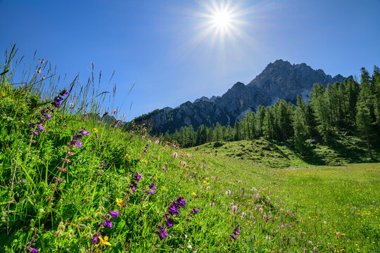 Italy, Veneto, Sun shining over alpine meadow in summer