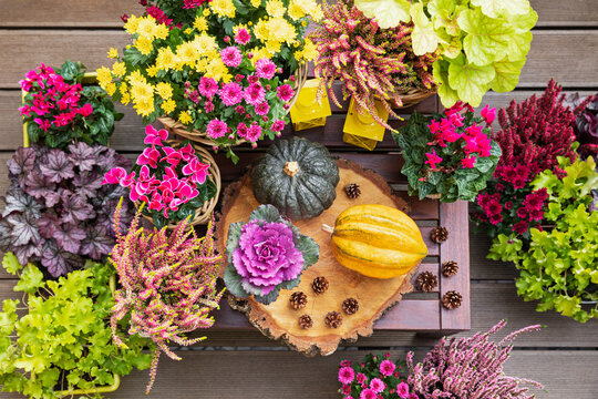 Pumpkins, pine cones and potted autumn flowers