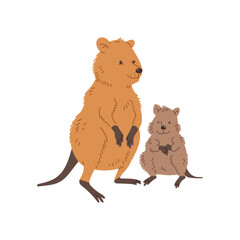 Smiling standing adult and cub quokka animals flat style, vector illustration