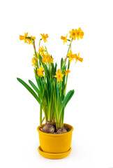 Potted blooming yellow daffodil spring flowers isolated on white background
