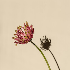 Pink gerber flower with aesthetic sunlight shadows on pastel beige background. Minimal stylish still life floral composition