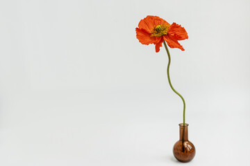 Beautiful red poppy flower in vase on white background. Aesthetic minimal floral composition