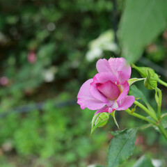 公園に咲いたバラの花