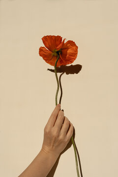 Woman's hand holding beautiful poppy flower against neutral tan wall with sun light shades. Aesthetic minimal floral composition with sunlight shadow