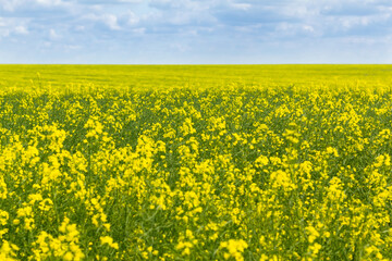 Obraz premium Cultivation of breeding varieties of rapeseed. Yellow rapeseed plants on fertile soils.
