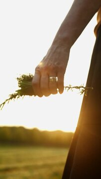 Woman picking fresh herbs in field at golden hour, rosemary and thyme