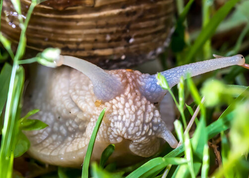  macro photo of snail on a grass 
