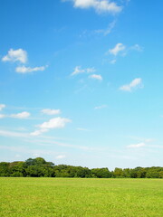 Obraz premium 秋の水元公園の草原と林風景