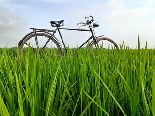 Fototapeta na wymiar onthel bicycle in the rice field